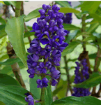 blue ginger